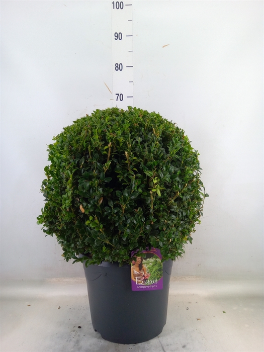 <h4>Buxus semp.   ...</h4>