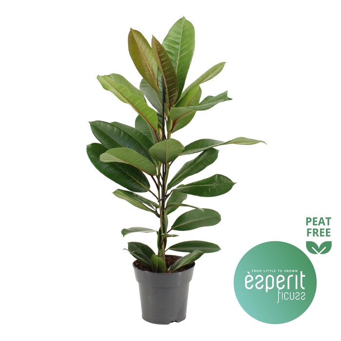 <h4>Ficus america Tresor®</h4>
