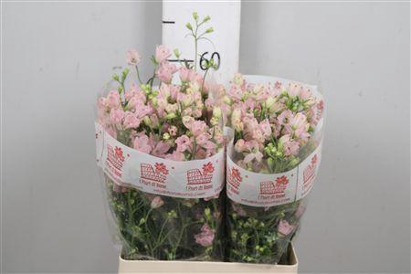 <h4>Delph En M Sugar Pink</h4>