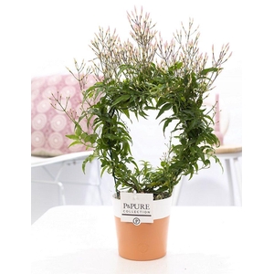 Jasminum Poly. ( 200+ knop) in P&PURE Terra Cotta 4 white