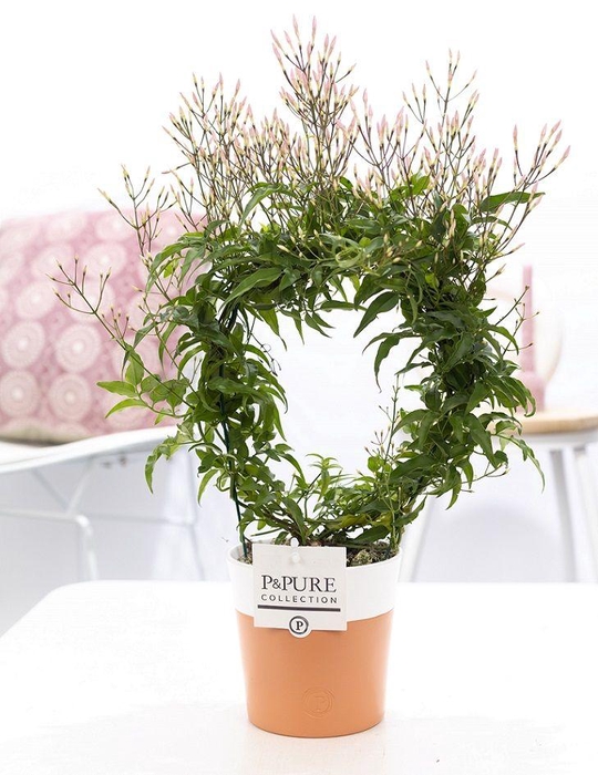 <h4>Jasminum Poly. ( 200+ knop) in P&PURE Terra Cotta 4 white</h4>