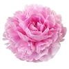 Paeonia Sarah Bernhardt