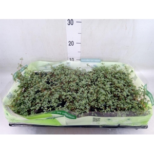 Pilea glaucophylla 'Greyzy'