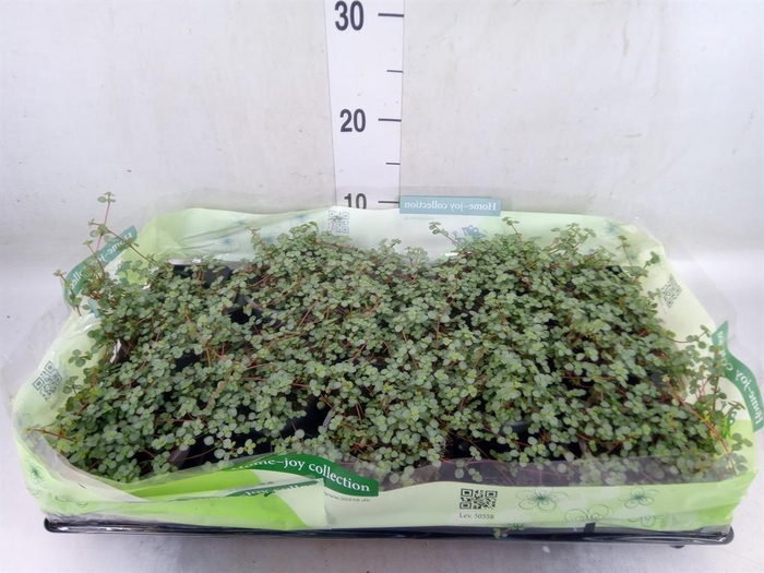 <h4>Pilea glaucophylla 'Greyzy'</h4>