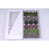 Echeveria Autumn Mix (Wincx) Cutfl (6 Spcs) Wincx-8cm