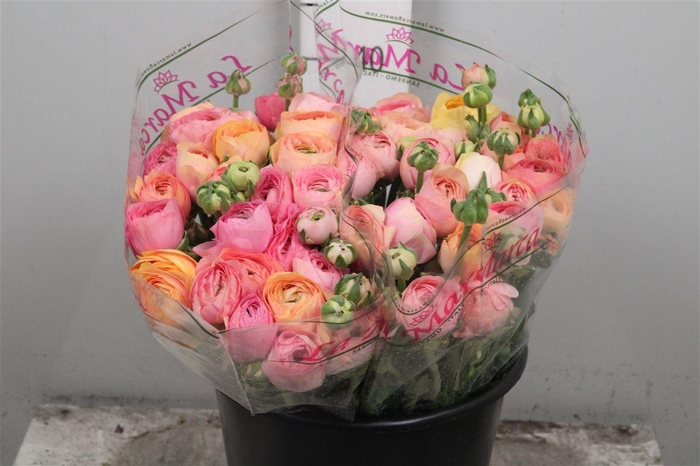 <h4>Ran Cl Su Pastel Mix Ex</h4>