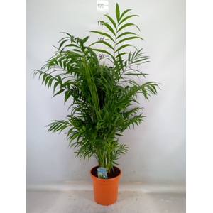 Chamaedorea elegans