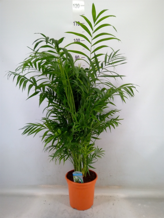 <h4>Chamaedorea elegans</h4>
