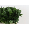Ruscus aculeatus   ...groot blad
