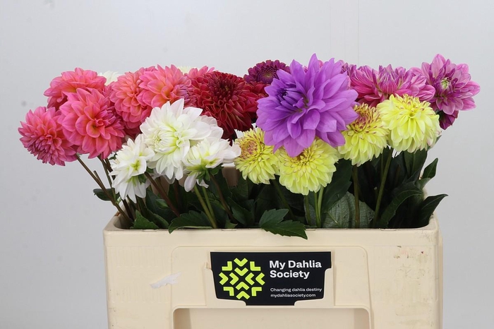 <h4>Dahlia Gemengd in fust</h4>