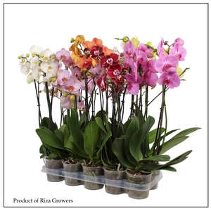 PHAL GEM