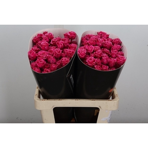 Wax-Rozen Wax Tros Cerise
