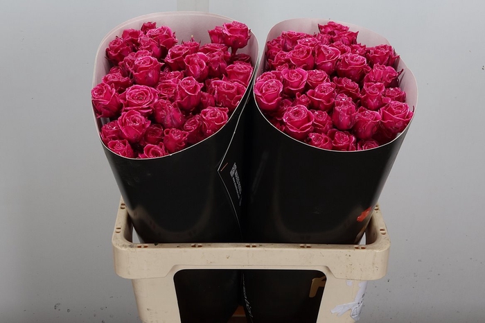 <h4>R Tr Wx Cerise</h4>