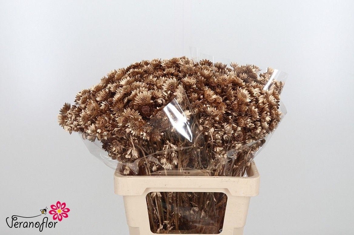 <h4>SNIJBLOEMEN KLB H%</h4>