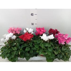 Cyclamen KL 'Compact'