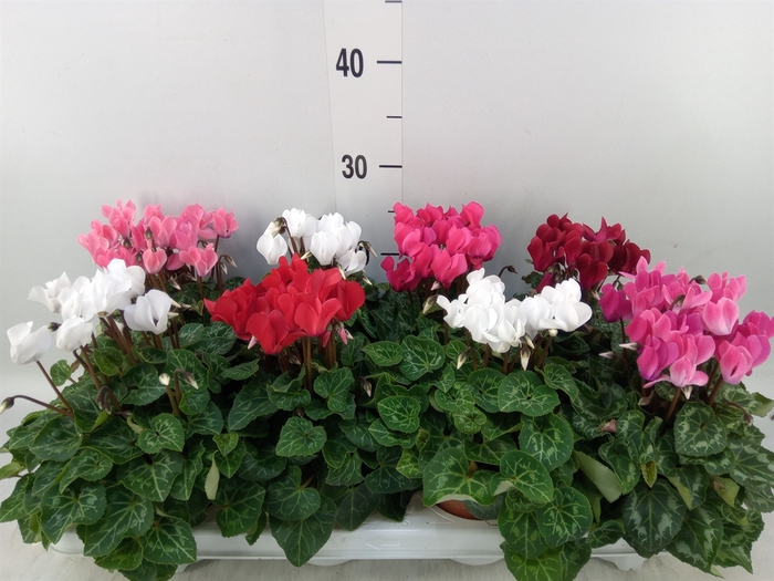 <h4>Cyclamen KL 'Compact'</h4>