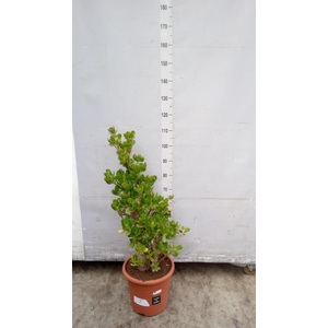 Crassula ovata