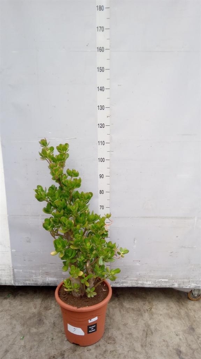 <h4>Crassula ovata</h4>