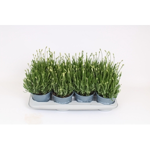 Lavandula angustifolia aromance white