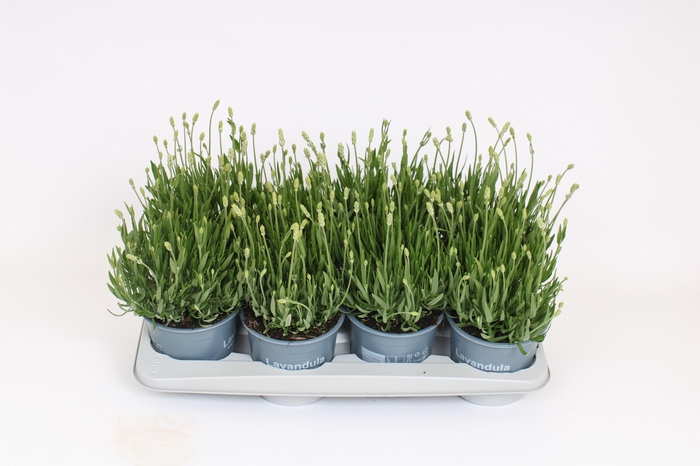 <h4>Lavandula angustifolia aromance white</h4>