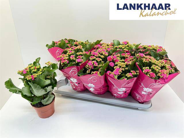 <h4>KAL GE PERFECTA PINK</h4>
