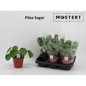 PILEA OV