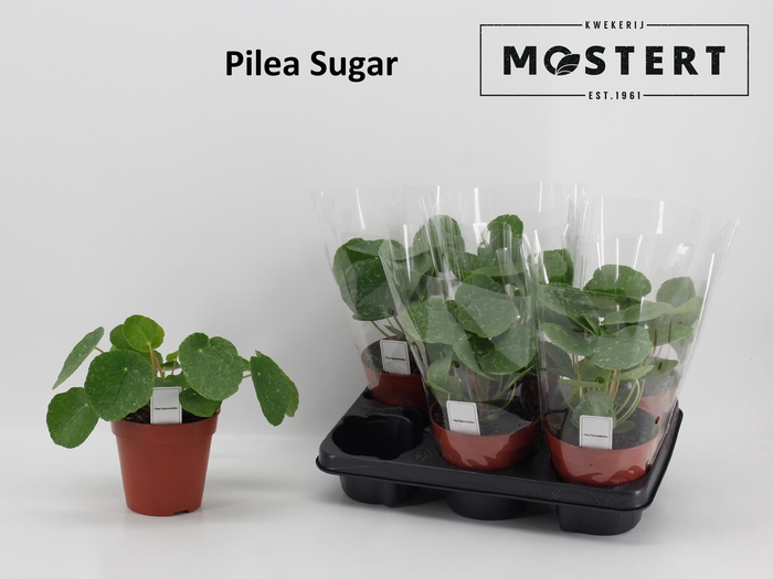 <h4>PILEA OV</h4>