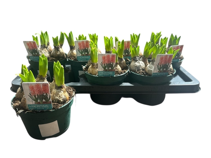 <h4>HYACIN GIPSY QUEEN</h4>