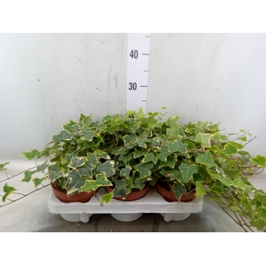 Hedera helix 'Goldchild'