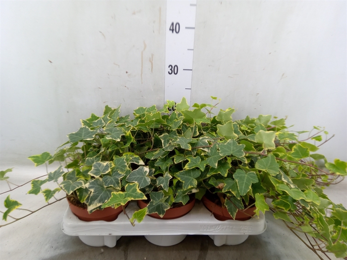 <h4>Hedera helix 'Goldchild'</h4>