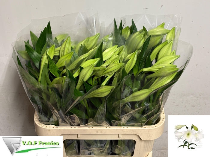 <h4>LI LF WHITE HEAVEN</h4>