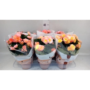 Begonia elat. DU 'Hailey Sunset'