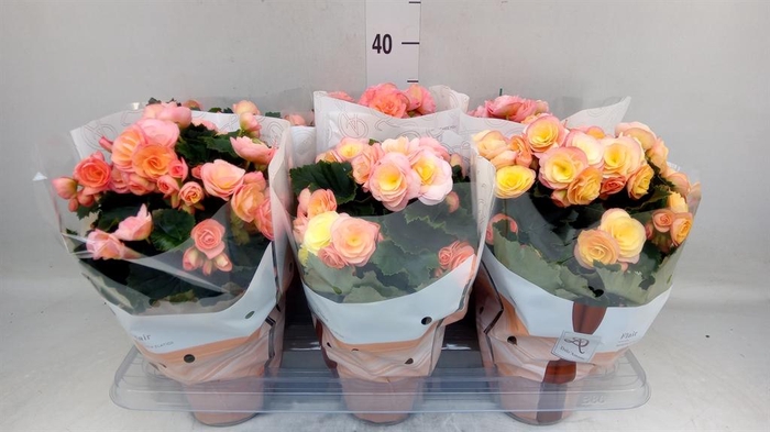 <h4>Begonia elat. DU 'Hailey Sunset'</h4>