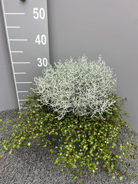 <h4>LEUCOPH BROWNII +MUELENBECIA</h4>