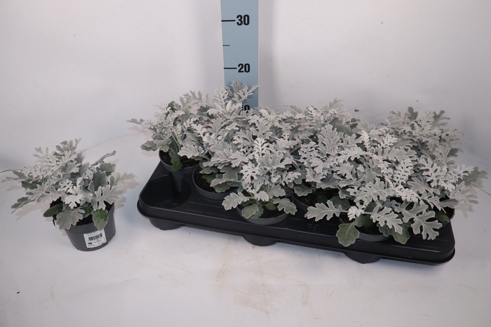 <h4>JACOBAEA MARITIMA</h4>