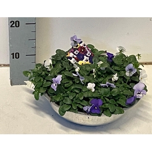 Viola (Cornuta Grp.) gemengd Blauw Wit zink