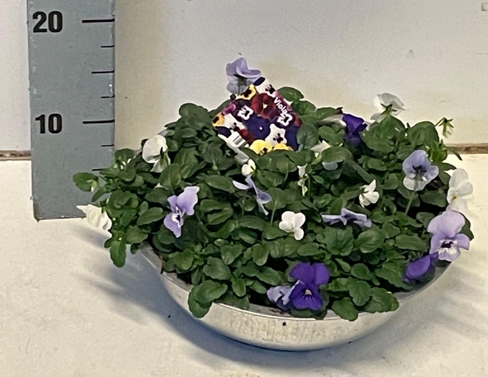 <h4>Viola (Cornuta Grp.) gemengd Blauw Wit zink</h4>