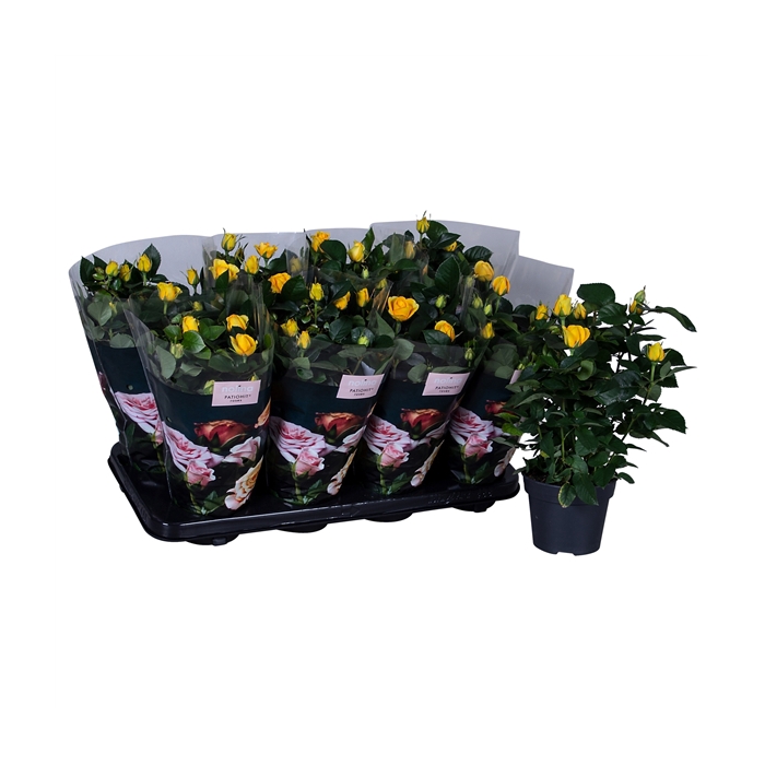 <h4>Nolina Roses Ø 13 cm Yellow st. 0-1</h4>