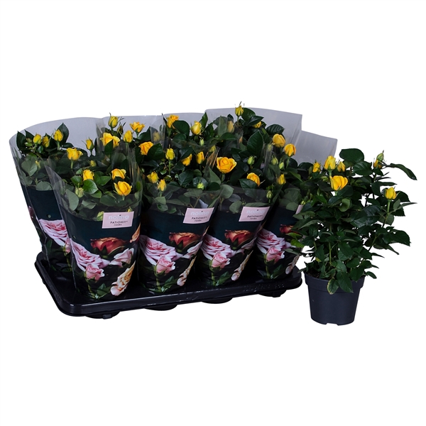 Nolina Roses Ø 13 cm Yellow st. 0-1