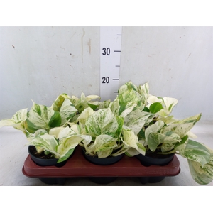 Epipremnum pinn. 'Happy Leaf'