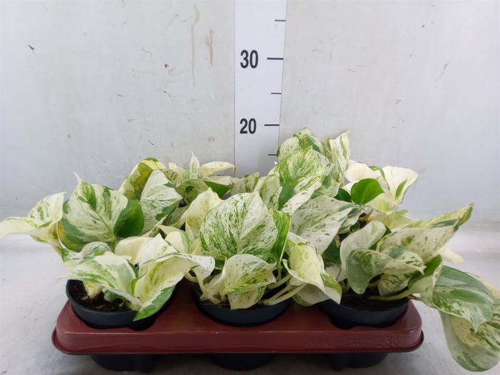 <h4>Epipremnum pinn. 'Happy Leaf'</h4>