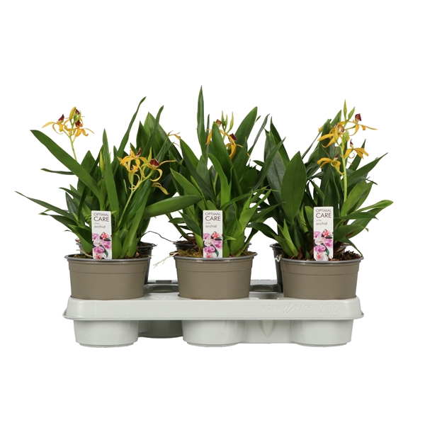 <h4>Encyclia A2 Yellow 12 cm</h4>