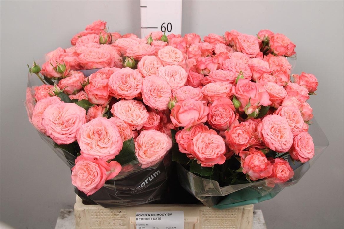 <h4>R Tr First Date</h4>