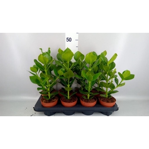 Clusia rosea 'Princess'
