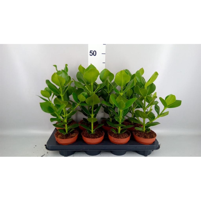 <h4>Clusia rosea 'Princess'</h4>