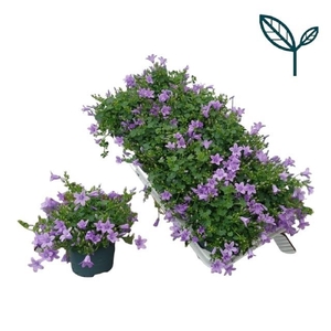 CAMP PORTENSCHLAGIAN