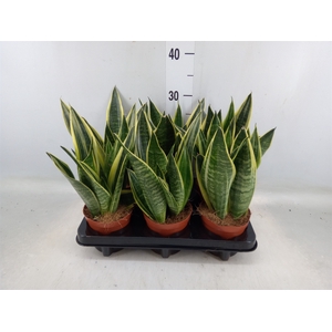 Sansevieria  'Star Canary'