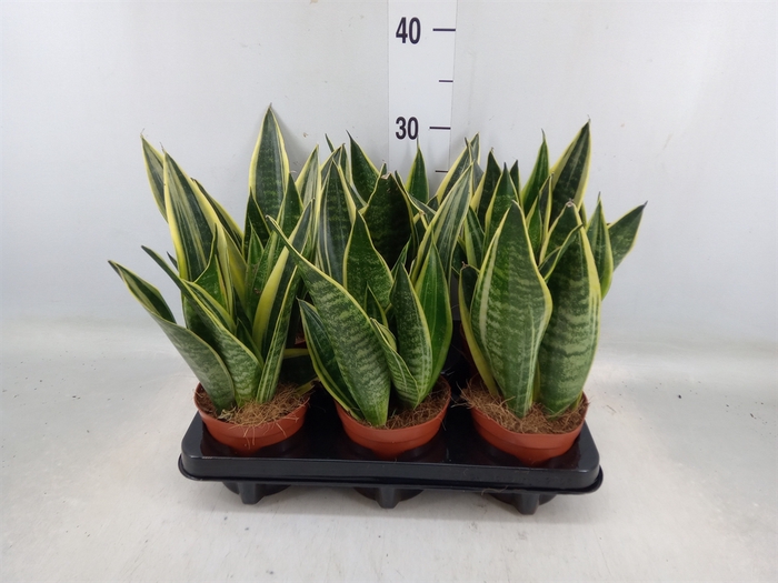 <h4>Sansevieria  'Star Canary'</h4>