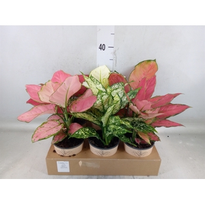 Aglaonema   ...mix