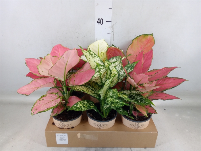 <h4>Aglaonema   ...mix</h4>